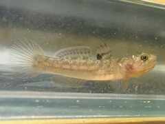 Flatback Mangrove Goby photo 3
