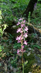 Orchis anatolica
