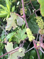 Vitis ficifolia