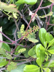 Vitis ficifolia