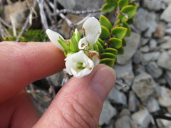 Veronica macrantha brachyphylla