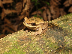 Speckled Treefrog photo 3