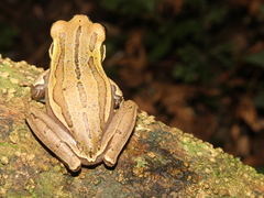 Speckled Treefrog photo 2