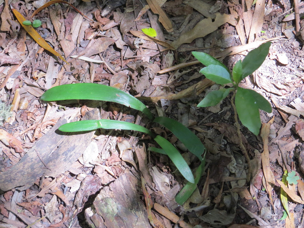 Hippeastrum petiolatum