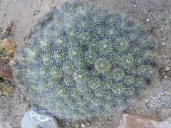 Mammillaria compressa compressa