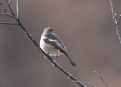White-Throated Redstart photo 2