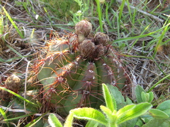 Parodia ottonis