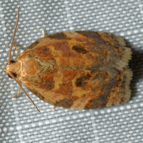 Oak Webworm Moth photo 2