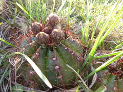 Parodia ottonis