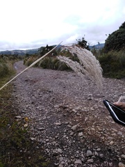 Cortaderia nitida