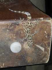 Hemidactylus turcicus