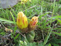 Parodia ottonis