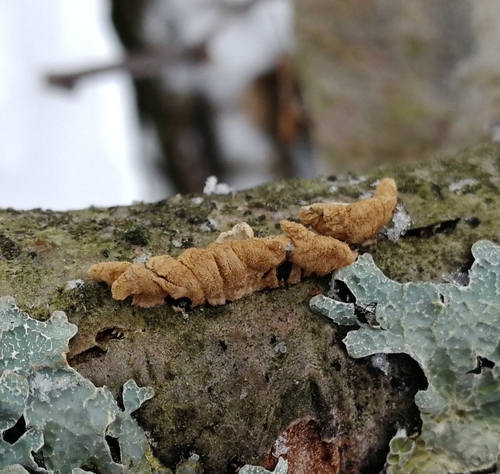 სოკოები (Fungi)