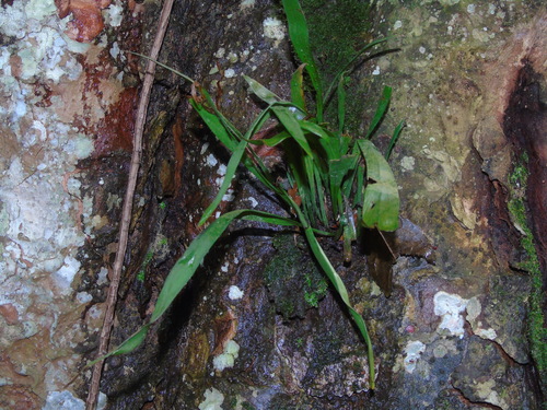 Haplopteris zosterifolia iNat (1)