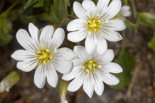 Narrow-leaved mouse-ear chickweed (Cerastium lineare)