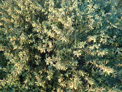 Acmispon dendroideus traskiae