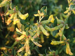 Acmispon dendroideus traskiae
