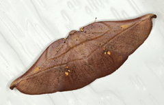Xenomusa metallica