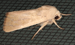 Leucania abdominalis