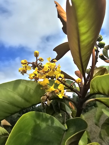 Image of Byrsonima crassifolia by no rights reserved
