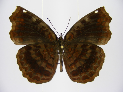 African Castor
