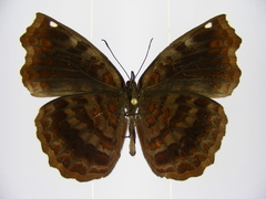 Ariadne enotrea suffusa