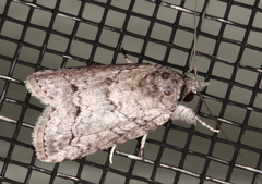 Nycteola polycyma