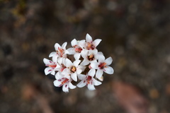 Crassula scabra