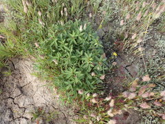 Trifolium palmeri