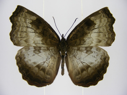 African Castor