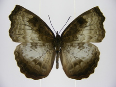 Ariadne enotrea suffusa