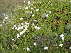 Calystegia macrostegia amplissima