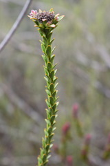 Leucadendron thymifolium