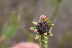 Leucadendron thymifolium