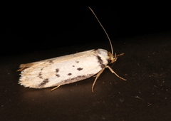 Philobota thiocrossa