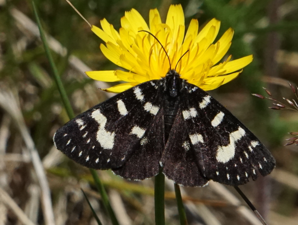 Willowherb Daymoth from Mount Buller Victoria 3723, Australien on