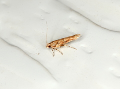 Pyroderces