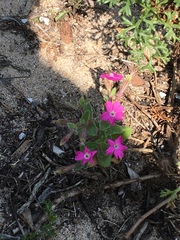 Silene littorea