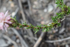 Pteronia hirsuta