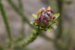 Leucadendron thymifolium