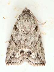 Calathusa basicunea