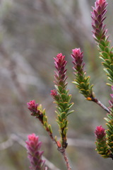 Leucadendron thymifolium