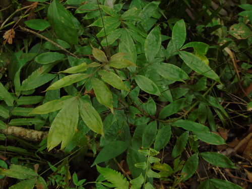 Calamus javensis observed 2023-11-12