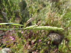 Phalaris lemmonii