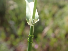 Phalaris lemmonii