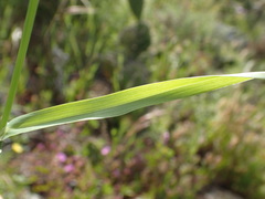 Phalaris lemmonii
