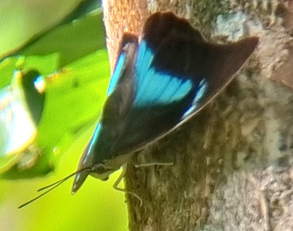 one-spotted-prepona-from-98c7-3xp-finca-municipal-san-jos-san-isidro