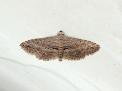 Araeopteron canescens