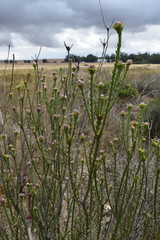 Leucadendron thymifolium