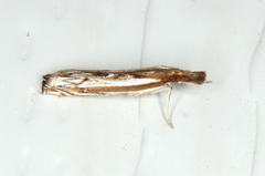 Anaclastis apicistrigellus